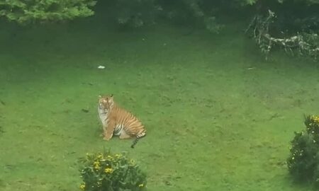 Tiger spotted with its prey near golf course in Ooty. Watch hair-raising videos