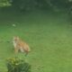 Tiger spotted with its prey near golf course in Ooty. Watch hair-raising videos