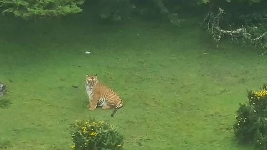 Tiger spotted with its prey near golf course in Ooty. Watch hair-raising videos